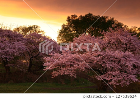 Cherry blossoms dyed in the evening sun 127539624