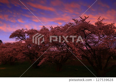 櫻花在傍晚的陽光下染色 櫻花在傍晚的陽光下染色 127539628