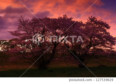 Cherry blossoms dyed in the evening sun Cherry blossoms dyed in the evening sun 127539629