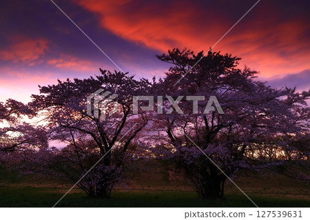 Cherry blossoms dyed in the evening sun 127539631