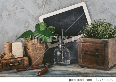 Gardening concept with  rosemary plant  and gardening tools 127540029