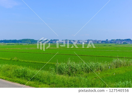 Along the Tega River, Abiko City, Chiba Prefecture June 2025 127540556