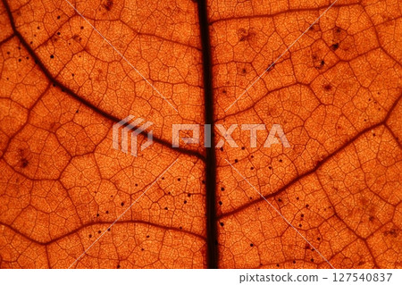 Red leaf texture, extreme close up, flat material, dried leaf Red leaf texture, extreme close up, flat material, dried leaf 127540837