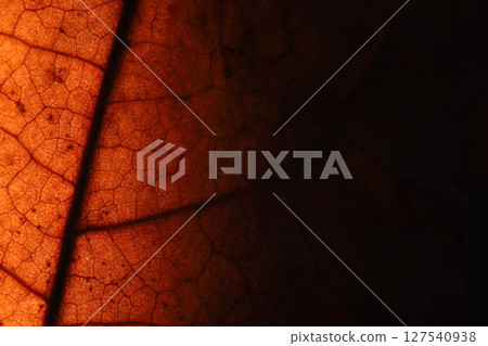 leaf texture, extreme close up, flat material, dried leaf, dark copy space leaf texture, extreme close up, flat material, dried leaf, dark copy space 127540938