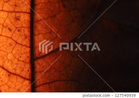 leaf texture, extreme close up, flat material, dried leaf, dark copy space leaf texture, extreme close up, flat material, dried leaf, dark copy space 127540939