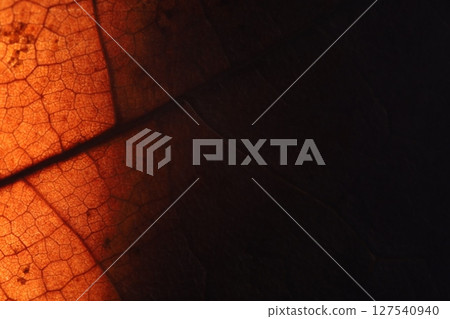leaf texture, extreme close up, flat material, dried leaf, dark copy space 127540940
