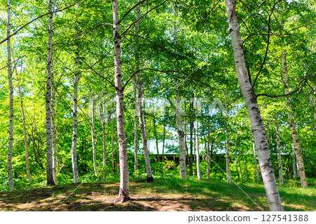 White birch forest 127541388