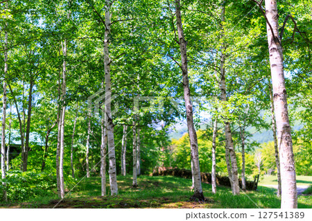 White birch forest 127541389