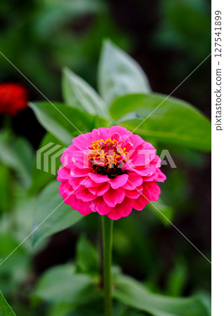Plant Encyclopedia Series: Zinnia elegans③ Plant Encyclopedia Series: Zinnia elegans③ 127541899