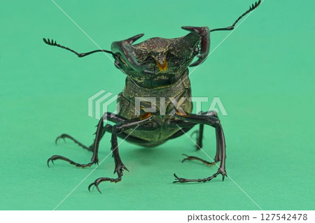 Macro shot of a European stag beetle on a chroma key background. Close-up of a male European stag beetle. European stag beetle on a green background. Concept of endangered species and protected Macro shot of a European stag beetle on a chroma key background. Close-up of a male European stag beetle. European stag beetle on a green background. Concept of endangered species and protected 127542478