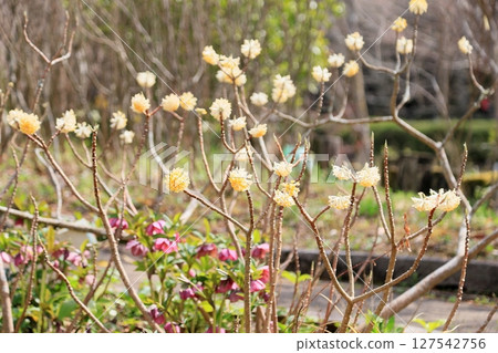 Mitumata花 127542756
