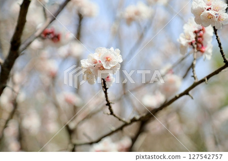 Apricot Blossom Goal Chart Apricot Blossom Goal Chart 127542757