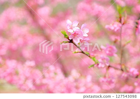 Early-blooming cherry blossoms Kawazuzakura Early-blooming cherry blossoms Kawazuzakura 127543098