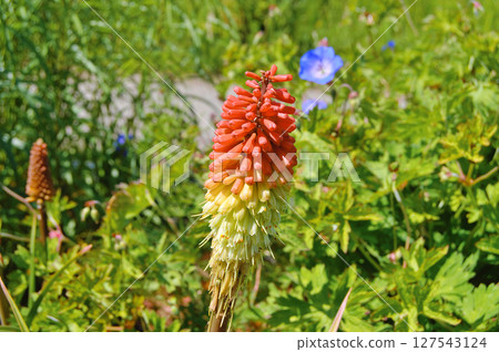 Knofflers or Poker plants with spikes of upright brightly coloured flowers in shades of red orange and yellow 127543124