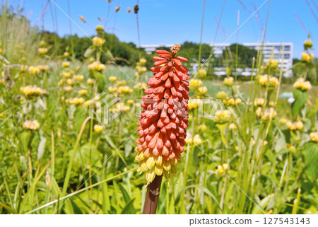Knofflers or Poker plants with spikes of upright brightly coloured flowers in shades of red orange and yellow Knofflers or Poker plants with spikes of upright brightly coloured flowers in shades of red orange and yellow 127543143