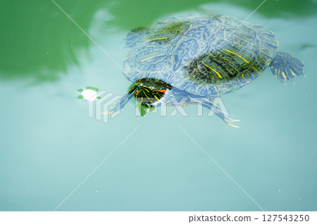 Red-eared slider swimming in the river 127543250