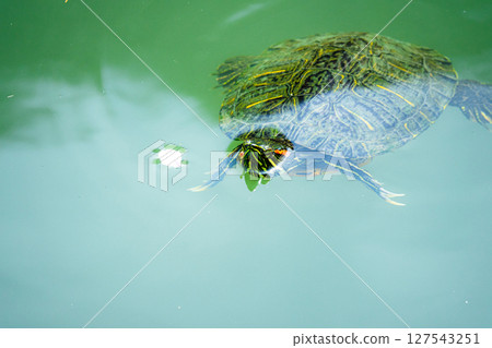 Red-eared slider swimming in the river Red-eared slider swimming in the river 127543251