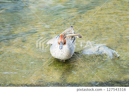 Scenery with teal resting by the water Scenery with teal resting by the water 127543316