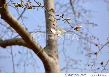 初開玉蘭玉蘭花 初開玉蘭玉蘭花 127543327