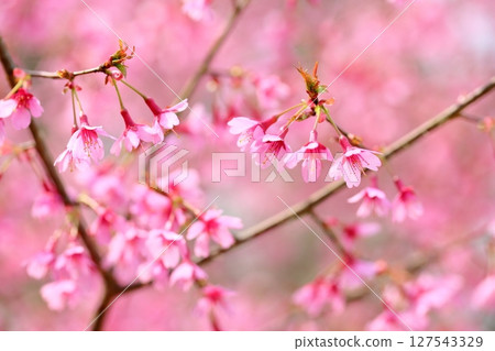 早開的櫻花 127543329