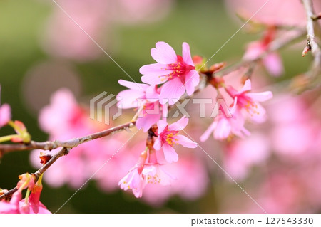 Early-blooming cherry blossoms Okame 127543330