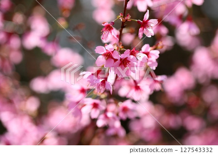 Early-blooming cherry blossoms Okame 127543332