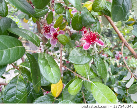 Feijoa flowers: Flowers of a fruit tree native to South America, belonging to the Myrtaceae family. Feijoa flowers: Flowers of a fruit tree native to South America, belonging to the Myrtaceae family. 127543343