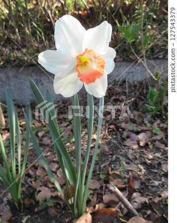 春天花壇裡盛開的美麗水仙花（口紅水仙花） 127543379
