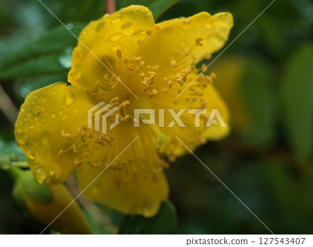 Beautiful yellow Yamakinshibai flowers blooming in rainy June 127543407