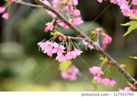 Early-blooming cherry blossoms Kawazuzakura flowers 127543764