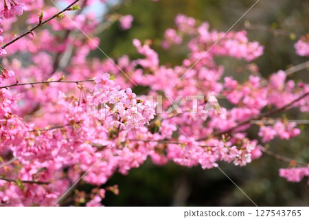 Early-blooming cherry blossoms Kawazuzakura Early-blooming cherry blossoms Kawazuzakura 127543765