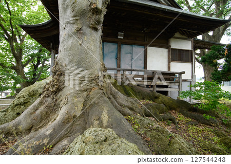 Atago Shrine and the sacred zelkova tree built on a rock mass, natural monument, Yamagata Prefecture Atago Shrine and the sacred zelkova tree built on a rock mass, natural monument, Yamagata Prefecture 127544248
