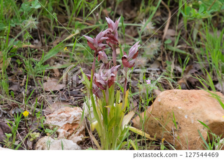 Spring bloom of a wild orchid (lat.- Serapias orientalis) 127544469