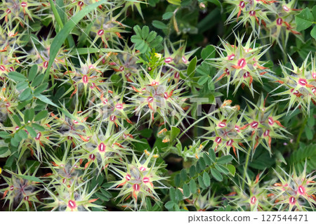 Spring bloom of a star clover (lat.- Trifolium stellatum) 127544471