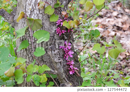 Cercis, European purple or Judas tree (Cercis siliquastrum) 127544472
