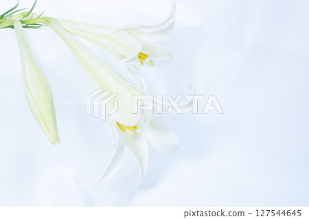 純白百合和織品背景 127544645