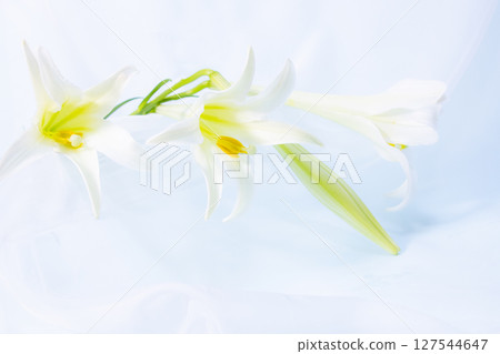 白百合和織物的柔和背景 127544647