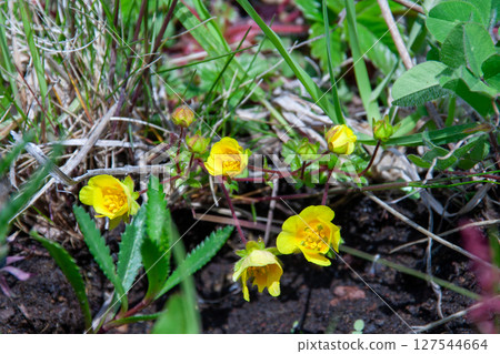 Rebun Island Flowers 127544664