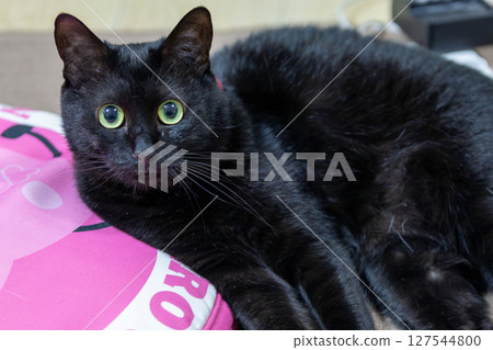 黑貓 黑貓 127544800