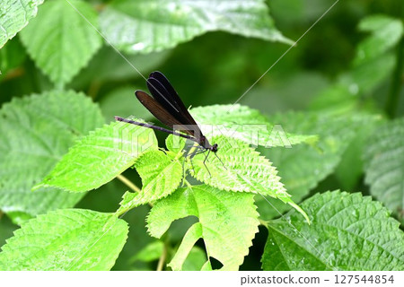 Female Haguro dragonfly (Haguro dragonfly) 127544854