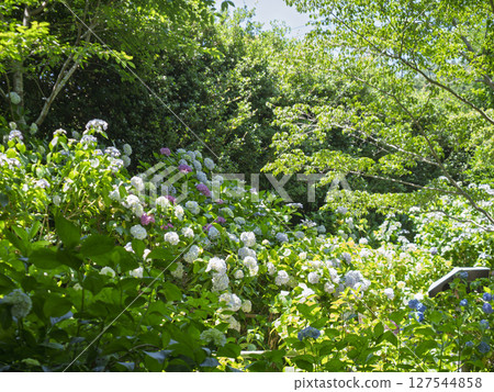 Hydrangea blooming in the mountains 127544858