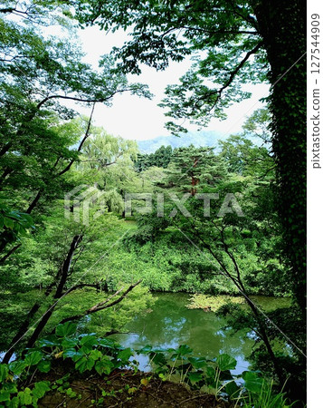 A forest overlooking a green pond 127544909