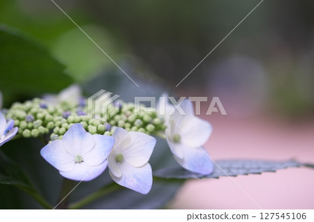Hydrangea flowers blooming in the park 127545106