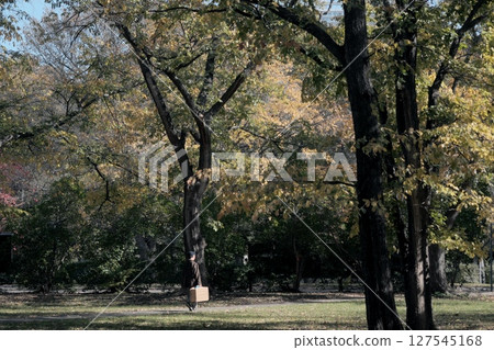 Beautiful autumn leaves in Hokkaido 127545168