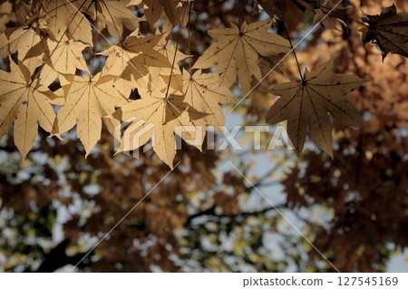 Beautiful autumn leaves in Hokkaido 127545169