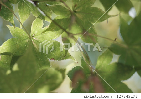 Beautiful autumn leaves in Hokkaido 127545175