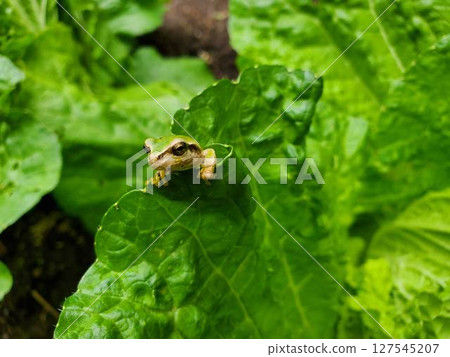 Tree frog peeking out from a leaf Tree frog peeking out from a leaf 127545207