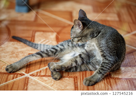 Portrait of tabby cat with green eyes scratching its face, showing signs of itching or possible parasitic skin issue Portrait of tabby cat with green eyes scratching its face, showing signs of itching or possible parasitic skin issue 127545216