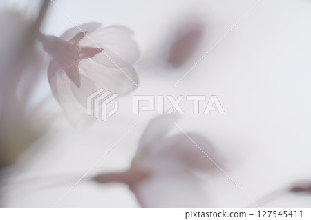 美麗盛開的櫻花 美麗盛開的櫻花 127545411