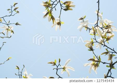 美麗盛開的櫻花 127545434
